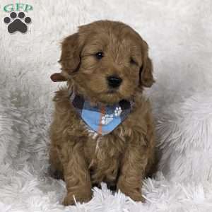 Cupid, Mini Goldendoodle Puppy